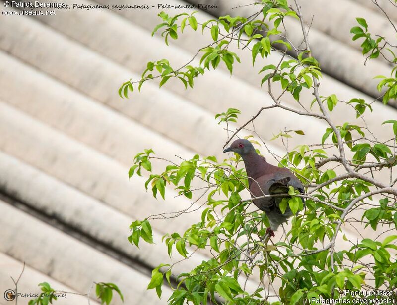 Pigeon rousset, identification, habitat