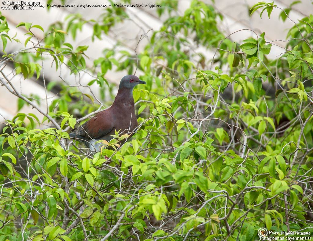 Pale-vented Pigeon, identification, habitat