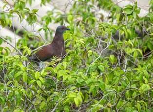 Pigeon rousset