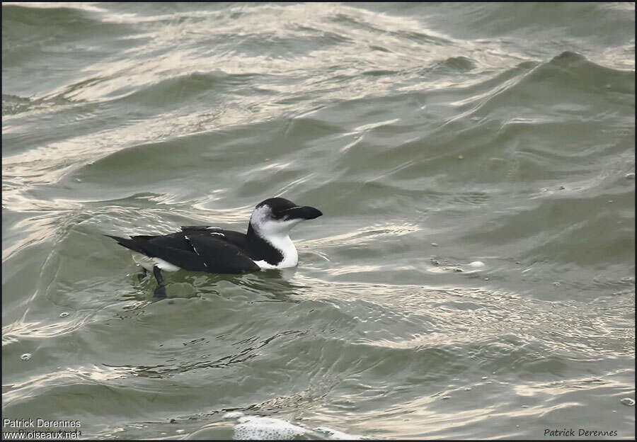 Razorbilladult post breeding, identification