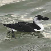 Razorbill