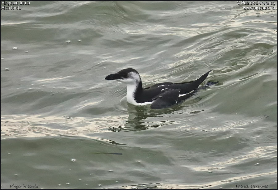 Razorbilladult post breeding, identification