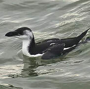 Razorbill