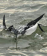 Razorbill