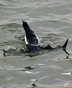 Razorbill