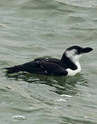 Razorbill