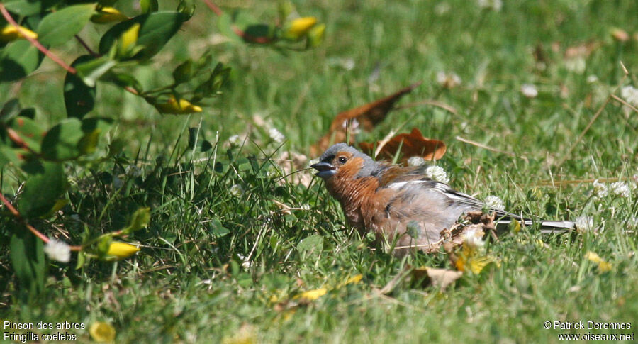 Eurasian Chaffinch male adult breeding, identification, Behaviour