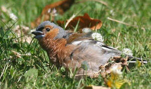 Eurasian Chaffinch