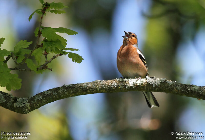 Common Chaffinch male adult breeding, identification, song