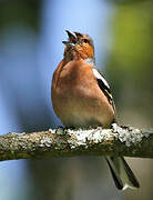 Eurasian Chaffinch