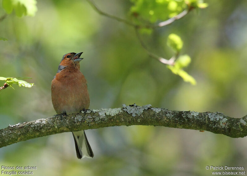 Common Chaffinch male adult breeding, identification, song