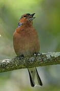 Eurasian Chaffinch