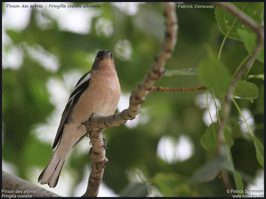 Common Chaffinch male adult