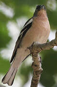 Common Chaffinch