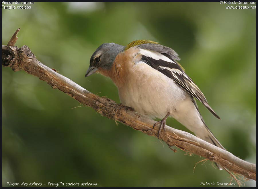 Eurasian Chaffinch