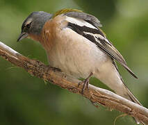 Common Chaffinch