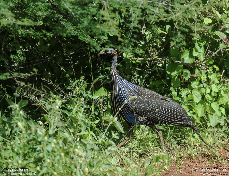 Vulturine Guineafowladult, identification