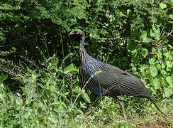 Vulturine Guineafowl