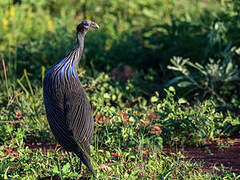 Vulturine Guineafowl