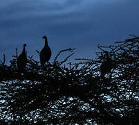 Vulturine Guineafowl