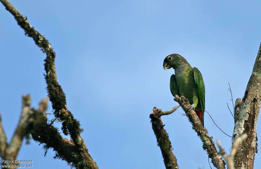 Pione de Maximilienadulte nuptial, habitat, pigmentation