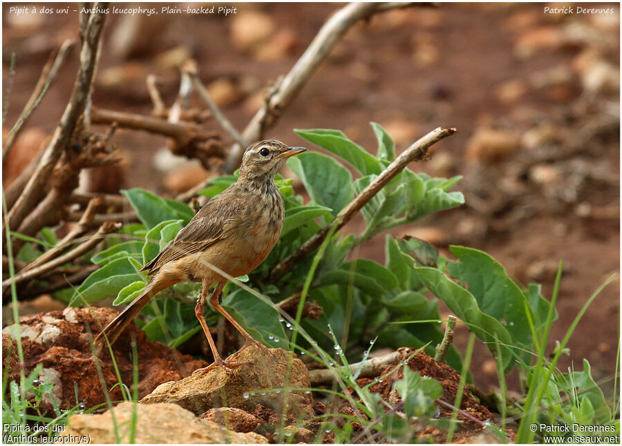 Plain-backed Pipitadult, identification