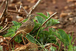 Pipit à dos uni