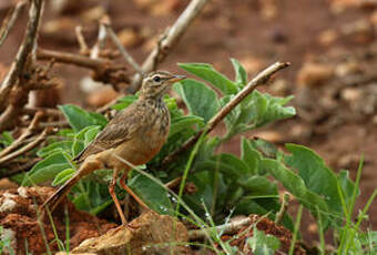 Pipit à dos uni