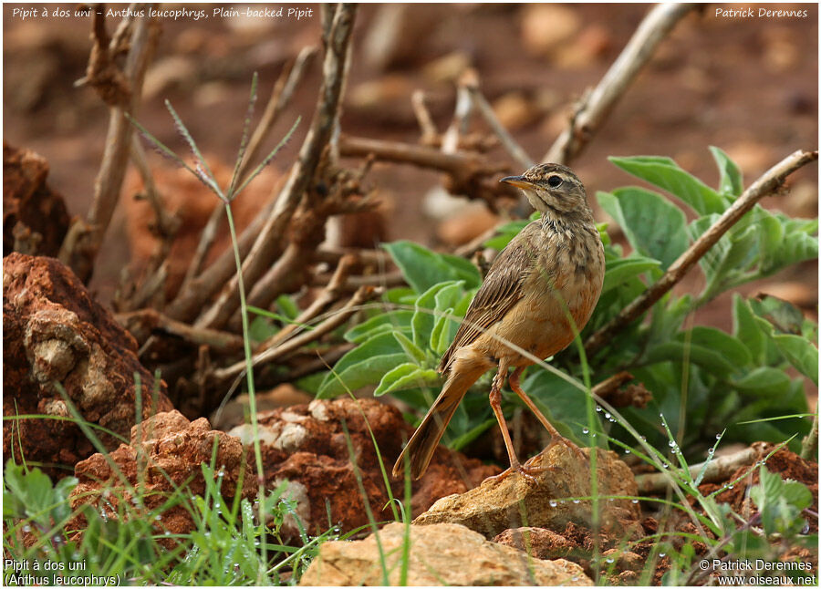 Plain-backed Pipitadult, identification