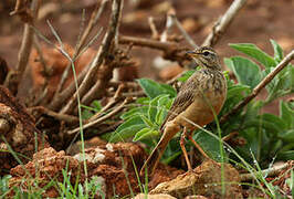 Pipit à dos uni