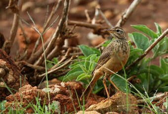 Pipit à dos uni