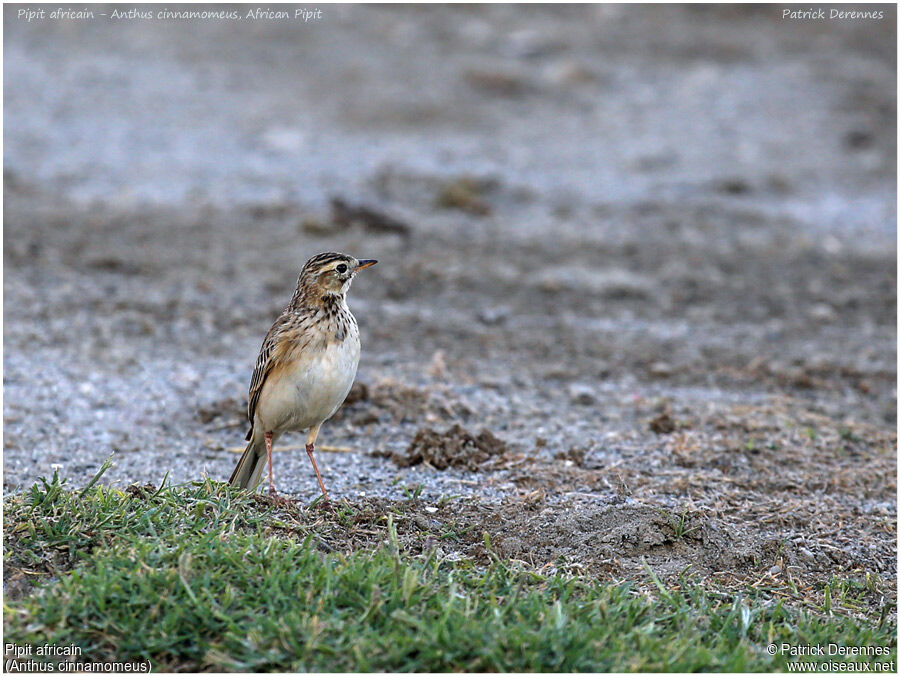 Pipit africainadulte, identification