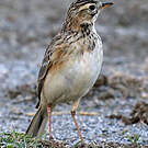 Pipit africain