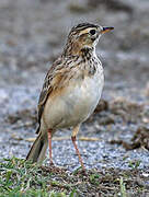 African Pipit