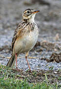 African Pipit