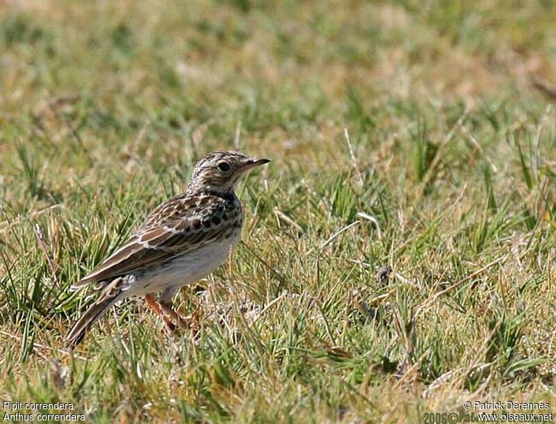 Correndera Pipit