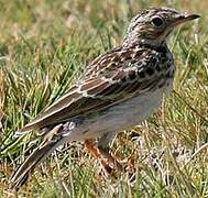 Correndera Pipit