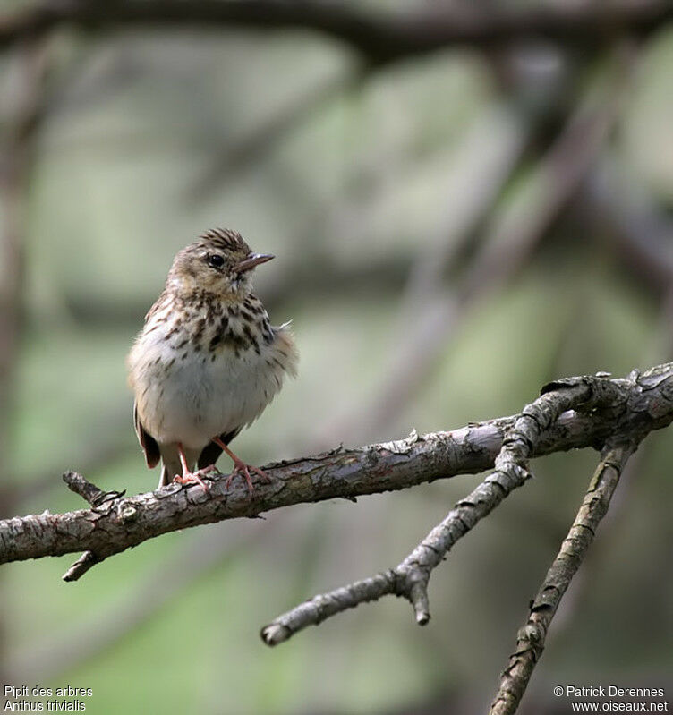 Tree Pipit