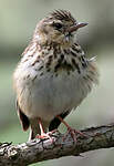 Pipit des arbres