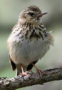 Tree Pipit