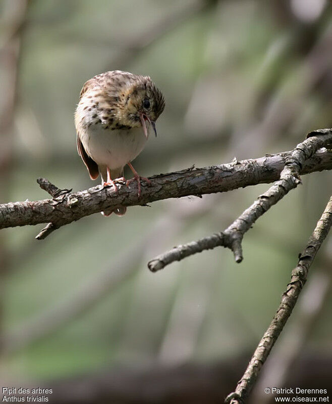 Pipit des arbres, identification