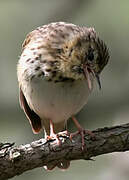 Tree Pipit