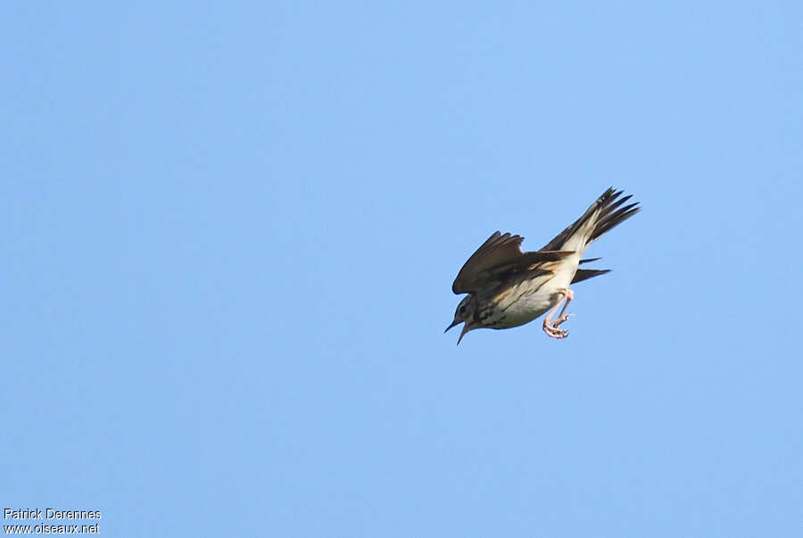 Tree Pipit male adult, Flight, courting display, song, Behaviour