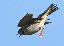 Tree Pipit