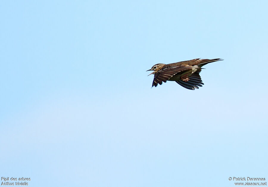 Pipit des arbres mâle adulte, identification, Vol, chant, Comportement