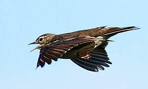 Tree Pipit