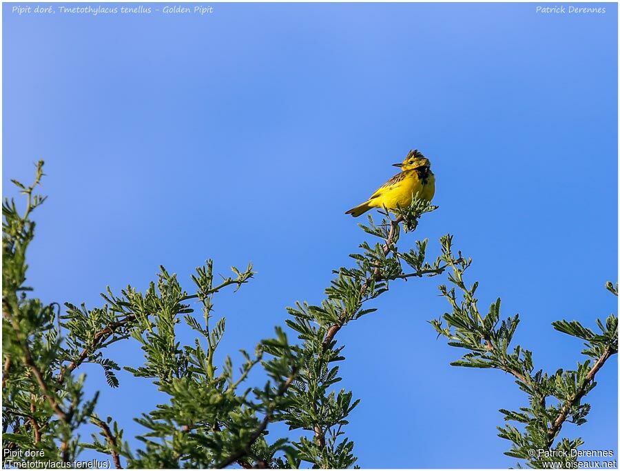 Golden Pipitadult, identification