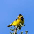 Pipit doré