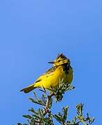 Golden Pipit