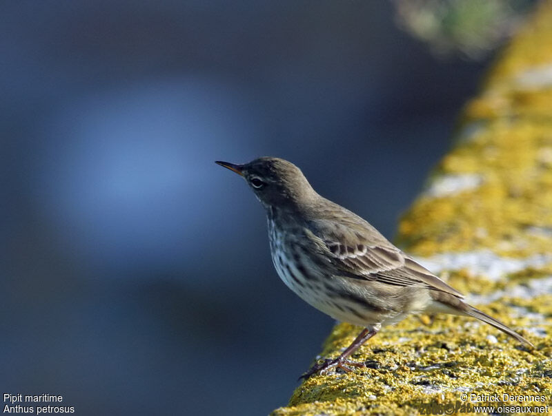 Eurasian Rock Pipit